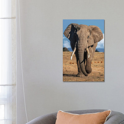 Elephant by Nikita Abakumov - Wrapped Canvas Print