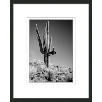 Christopher Kennedy " Black And White Cactus 2 " by Christopher Kennedy