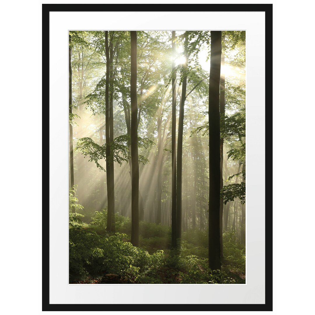 Gerahmtes Poster Sonnenstrahlen im Wald