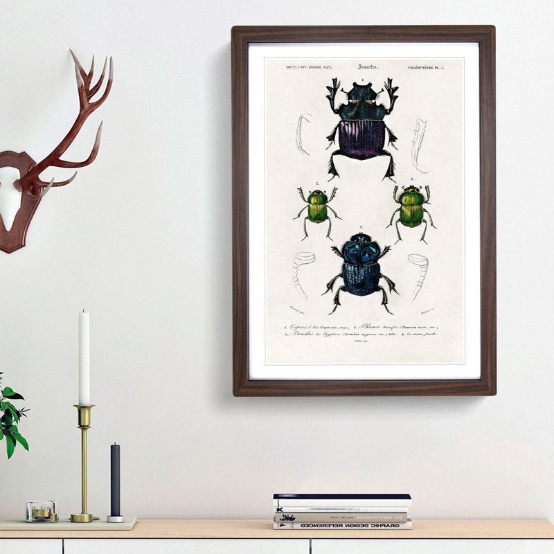 Beetle Illustrations PL.5 by Charles D' Orbigny - Single Picture Frame Painting, Walnut Framed, 45cm H x 33cm W x 2cm D