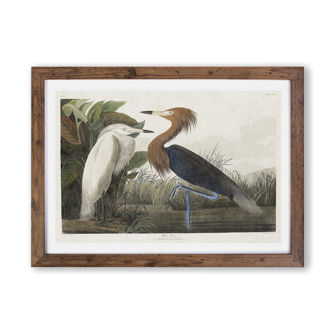Purple Heron by John James Audubon - Framed Print