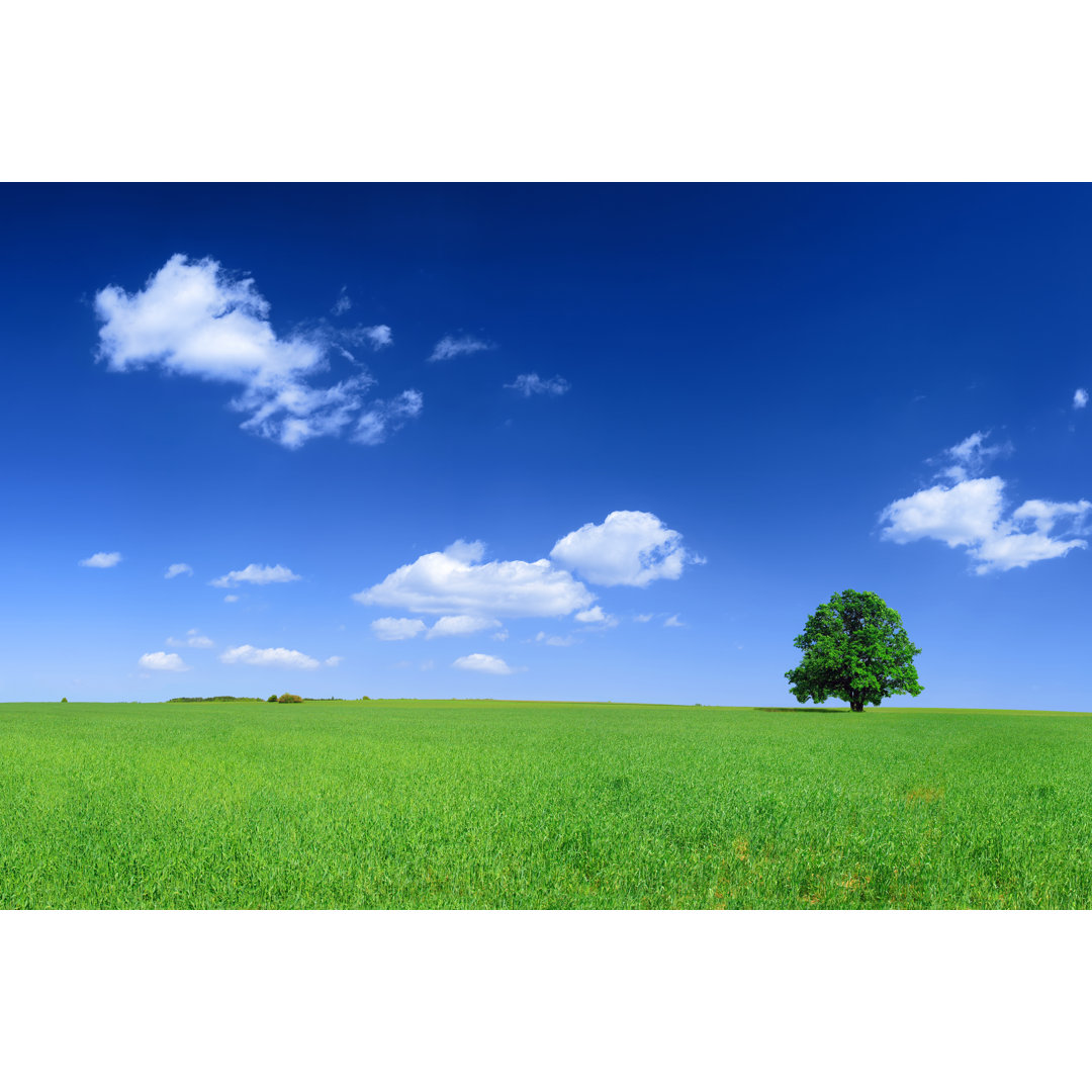 Grünes Feld - Landschaft von Konradlew - Druck auf Leinwand ohne Rahmen