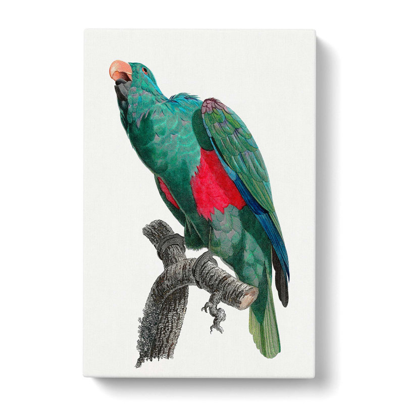Eclectus Parrot by F. Levaillant - Wrapped Canvas, 50cm H x 35cm W x 3cm D