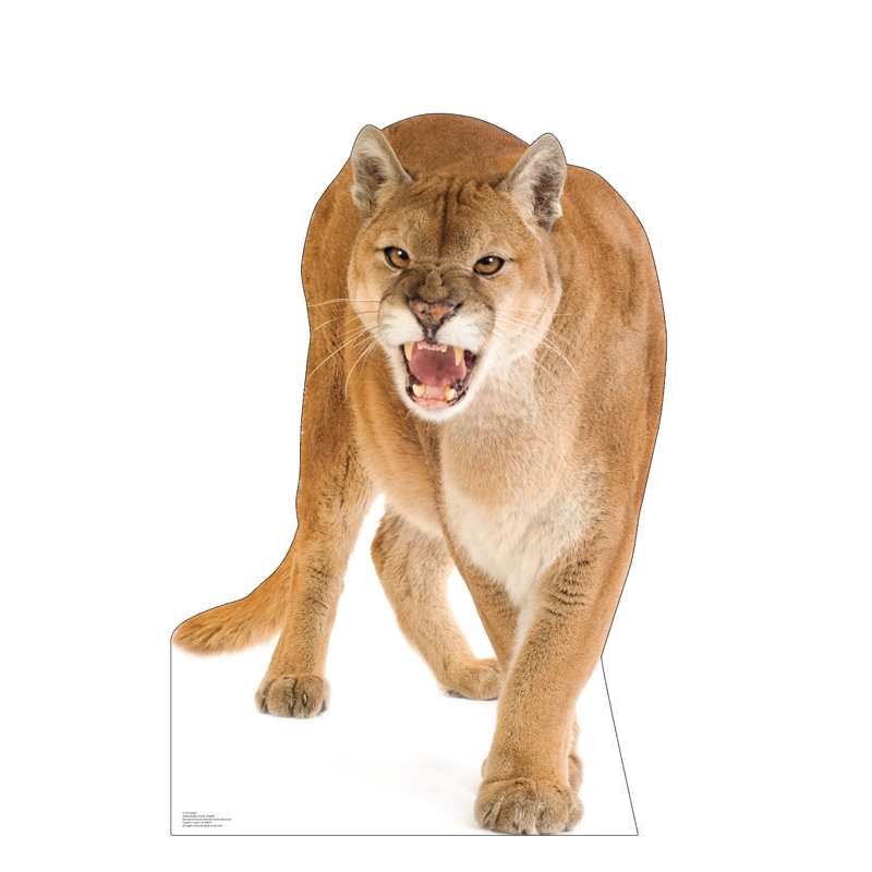 Cougar