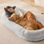 Grand lit pour chien humain