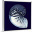« Indigo shells VII » par vision studio-impression-1808968368-1808968362