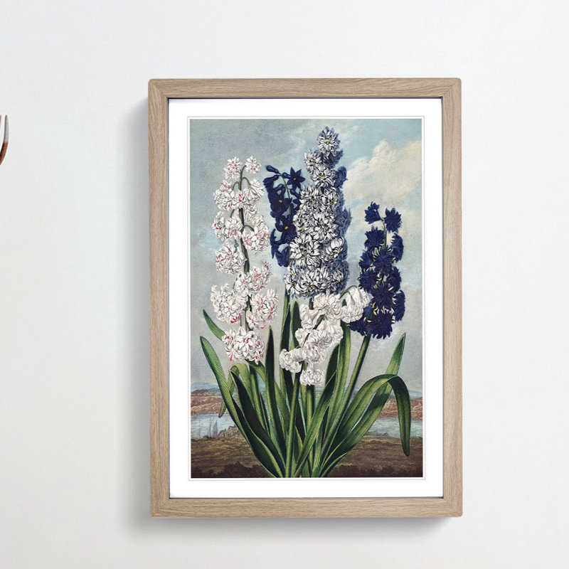 Hyacinths by R.J. Thornton - Picture Frame Painting Print, Oak Framed, 65cm H x 48cm W x 2cm D