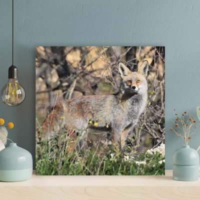 " Gray Fox On Grass Field "