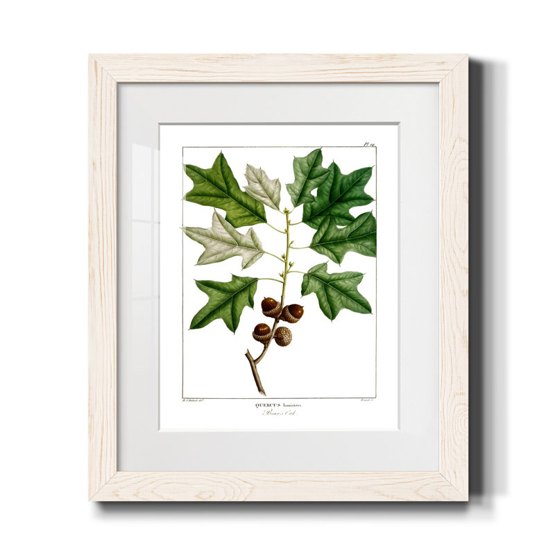 Bears Oak - Peinture encadrée sur papier, Blanc, H 24 po x l 18 po x P 1,5 po