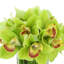 Orchid in Flat Glass Vase-2109360097