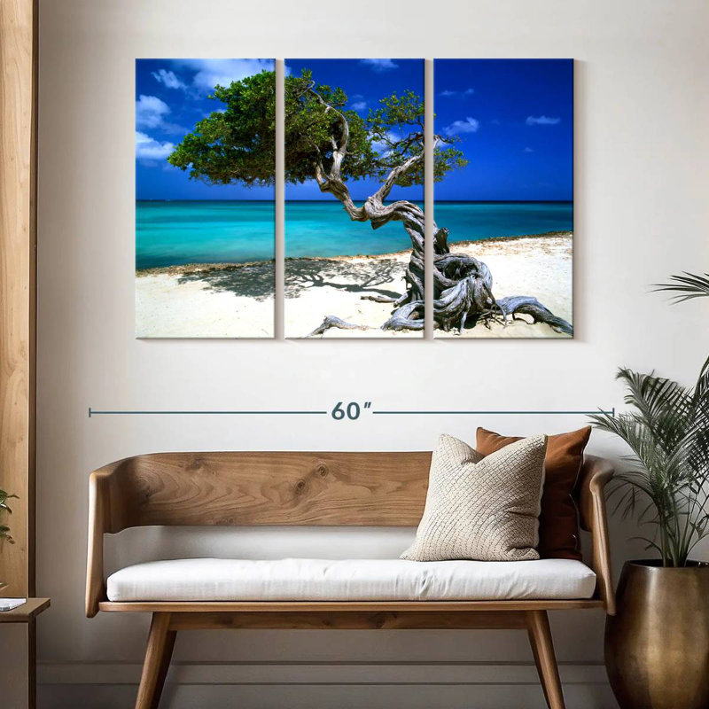 Divi Divi Tree Aruba Lesser Antilles
