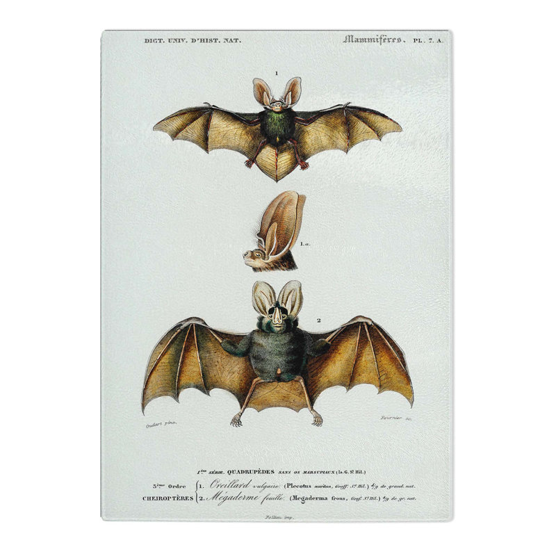 Tempered Glass Long-Eared Bat by Charles D' Orbigny Chopping Board, 20 cm x 28.5 cm