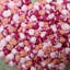 Square Cushion-48045019