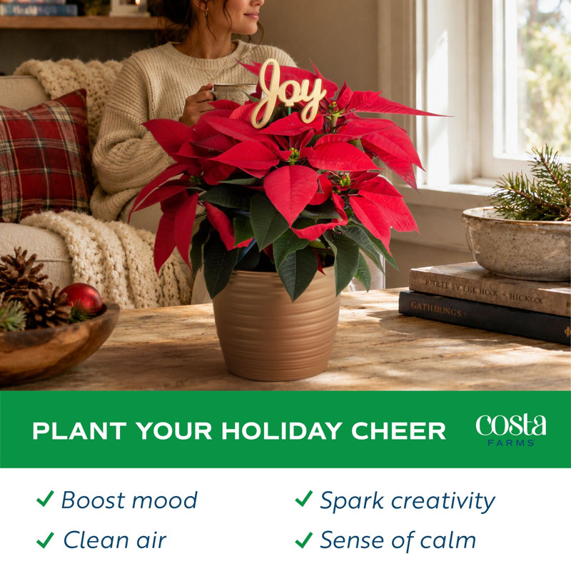 Foliage Plant in Planter