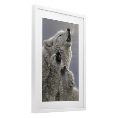 Singing Lessons White Wolves Framed Print Under Glass, design by Collin Bogle