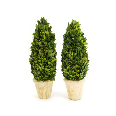 Ensemble de 2 topiaire de buis en pot