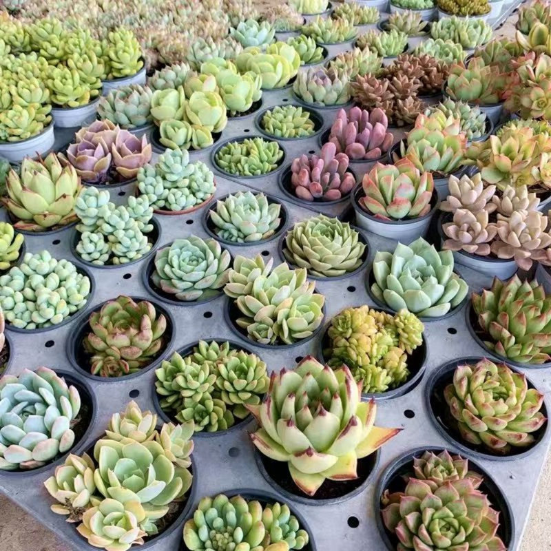 24 Fresh Live Succulents Bulk - Direct from Nursery, Well Packed for Safe Shipping
