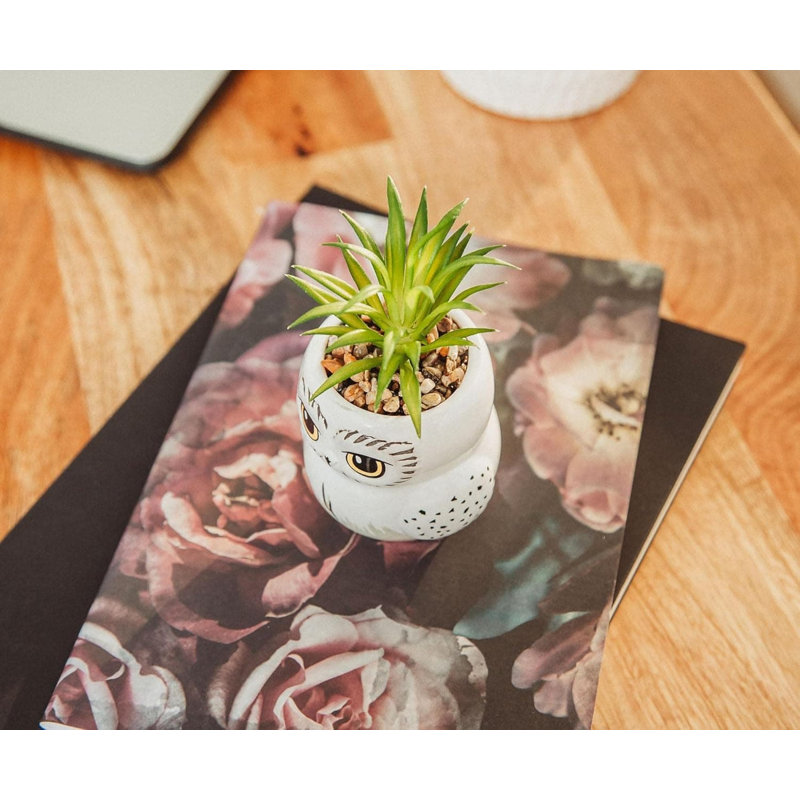 12.7cm Plant
