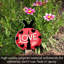 Highland Home Love Bug Decorative Ladybug Shaped Garden Stake