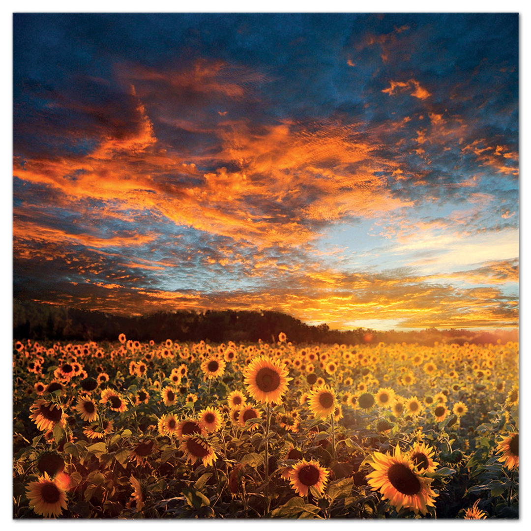 Fotodruck Sonnenblumen bei Sonnenuntergang von Giallobus