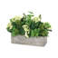 Kale Mix In Window Box