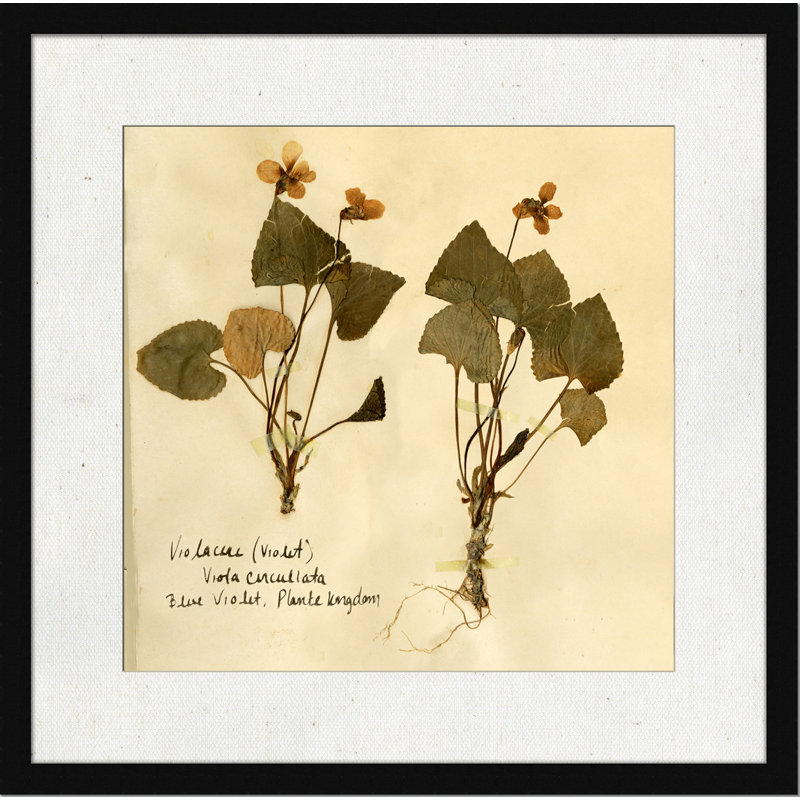Pressed Botanical 4 Print
