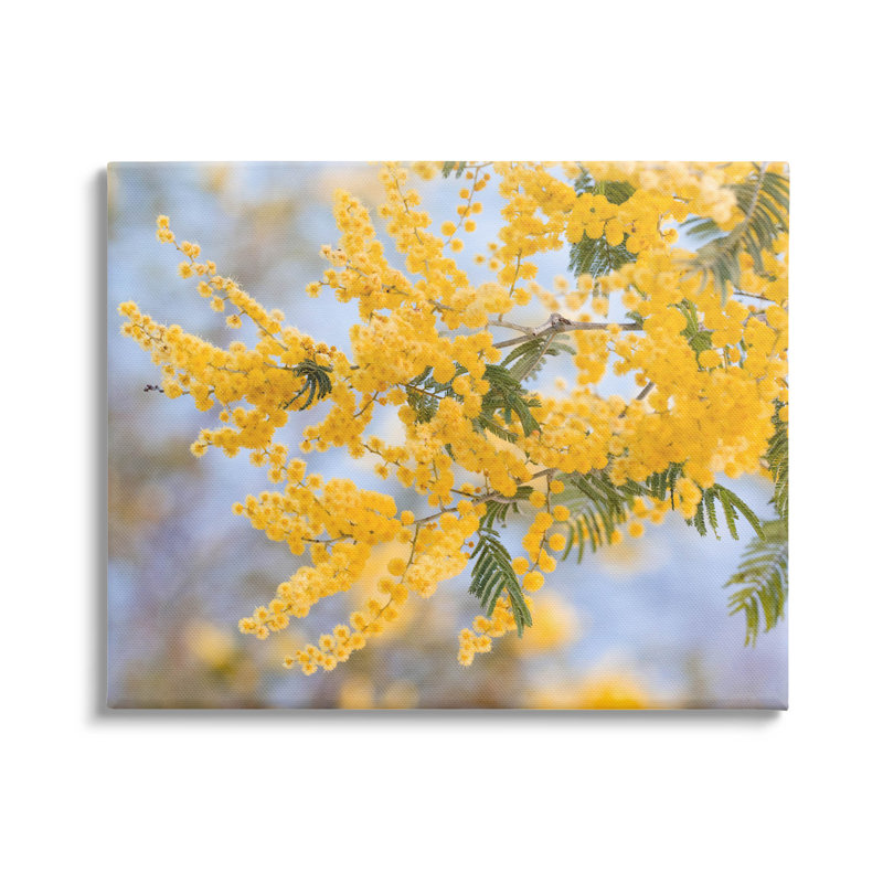 Mimosa jaune, fleurs, art giclée par Lil 'Rue, H 30 po x l 40 po x P 1,5 po, Toile tendue