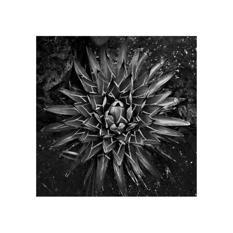 «Vintage Succulent I» par Barclay Butera - impression, H 24 po x l 24 po x P 1,5 po, Plexi