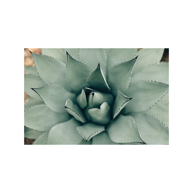 Mint Succulent I by Chelsea Victoria - Print, 20.32 cm H x 30.48 cm W, No Frame