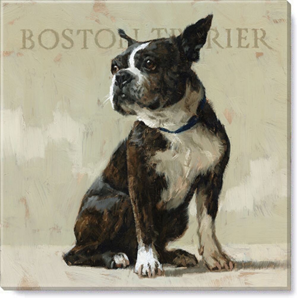 Daisy hill 2024 boston terriers