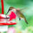 Dieball Hanging Hummingbird Feeder-1442546877