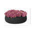 Sedum disposée en pot de fibres-799681649-799681662