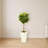 Fiddle Leaf Fig in White Planter