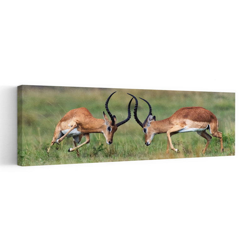 Dynamic Antelope Duel by Juan I. Cuadrado - Wrapped Canvas Panoramic Print, 30.48 cm H x 91.44 cm W