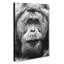 Orangutan - Wrapped Canvas-55310934