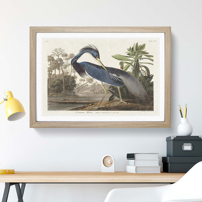Louisiana Heron by John Audubon - Picture Frame Painting Print, 27cm H x 36cm W x 2cm D, Oak Framed