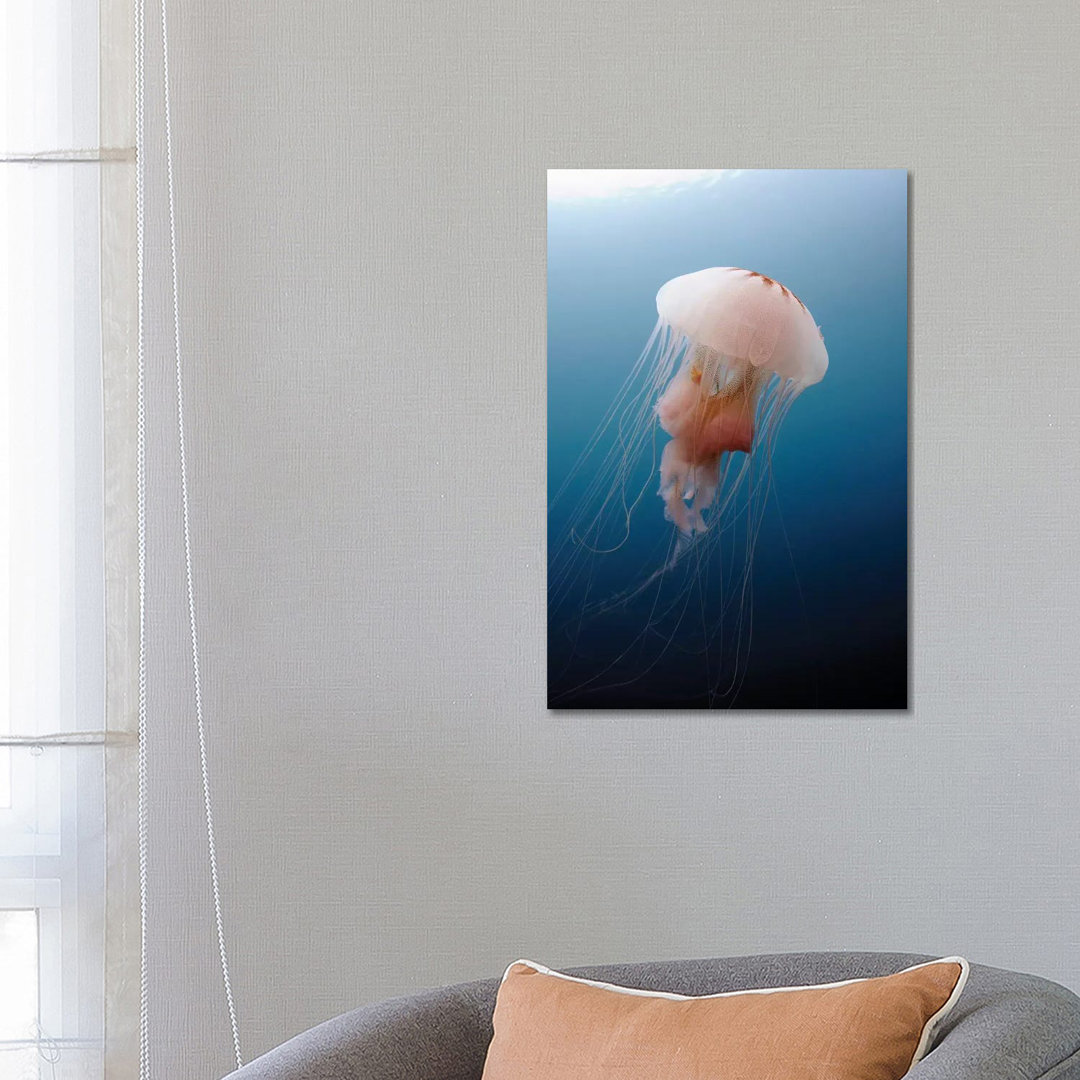 Sea Nettle Jellyfish In Atlantic Ocean I by Karen Doody - Wrapped Canvas Print