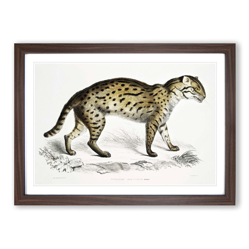Viverrine Cat Illustration by John Edward Gray - Picture Frame Painting Print, 27cm H x 36cm W x 2cm D, Walnut Framed
