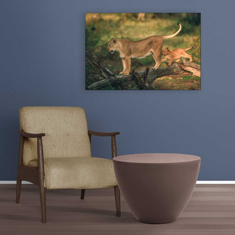 Playful Lion Cub Playful Abstract Contemporary Cat Lion Nature Tree Wall Art Print by Jeffrey C. Sink - 1 Piece Wrapped Canvas Wall Art