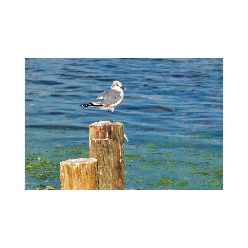 Seagull on a piling, Florida, USA 1 Piece Wrapped Canvas Wall Art, 30.48 cm H x 45.72 cm W