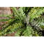 Varen Plant-100807404-100807406