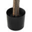 200cm Plant