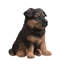  10" German Shepherd Puppy Statue