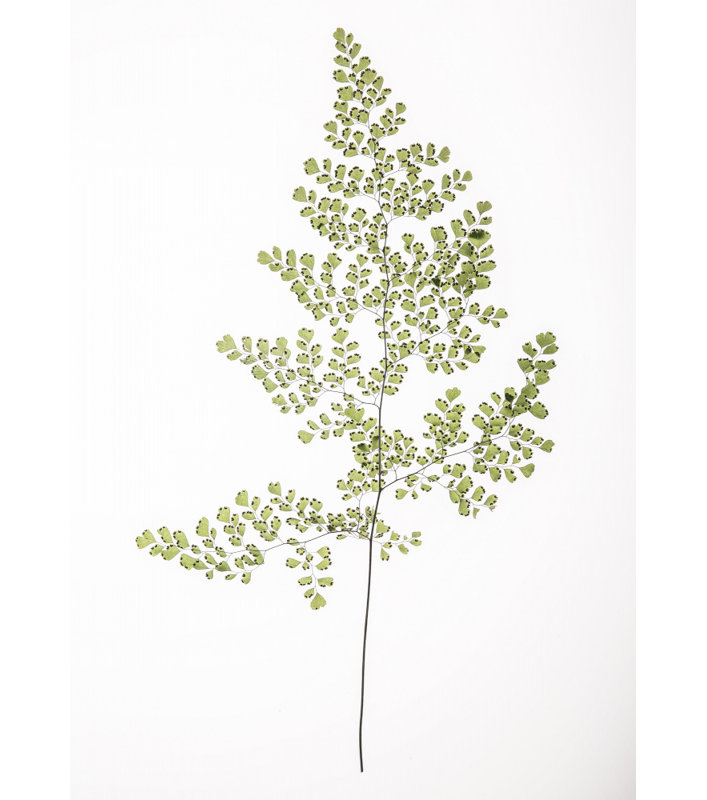 Wrapped Canvas Print, 50.8 cm H x 76.2 cm W