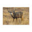 No Frame Print on Canvas