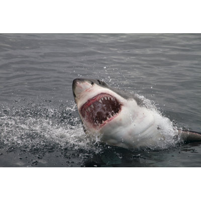 Attacking Shark by Peter_Nile - Wrapped Canvas Print