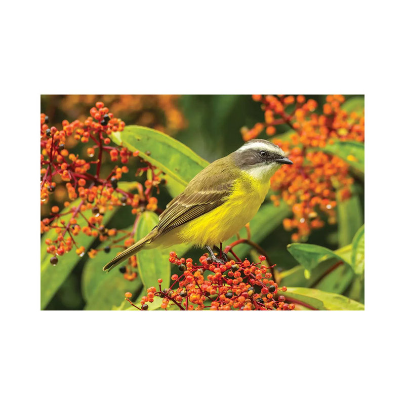 Costa Rica, Arenal. Social Flycatcher Close-up. by Jaynes Gallery - Wrapped Canvas Print