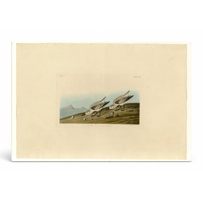 Ruddy Plover, Plate 230 (1835) - art mural sur toile paysage