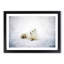 Resting Arctic Fox - Framed Print-56758843-56758844