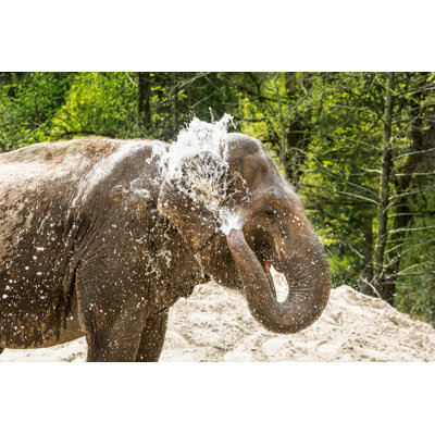 Elephant Bathing by Zoran Kolundzija